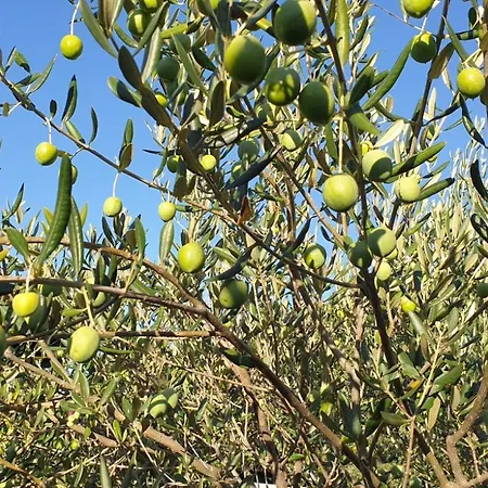 別荘 Kras Rabac Labin Ripenda Pool *